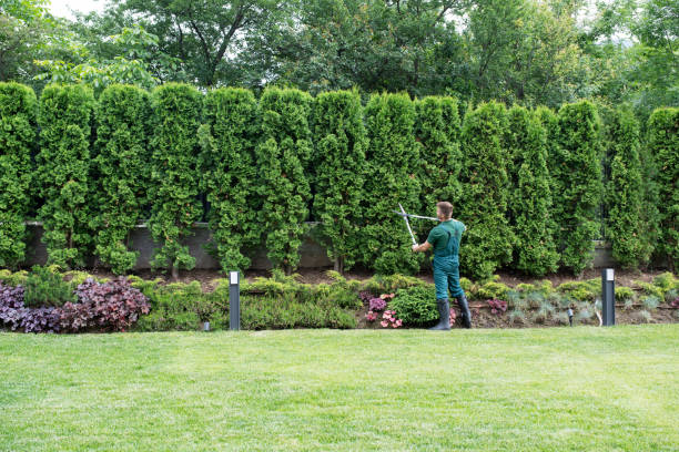 Best Pest Control for Lawns  in USA